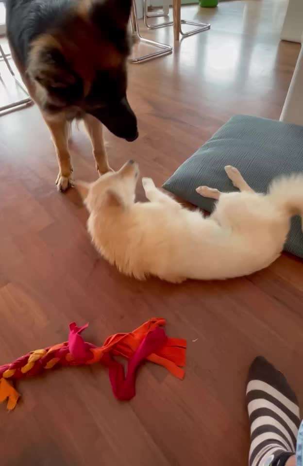 Analyse & Interpretation von Verhalten-Beitrag-Bild