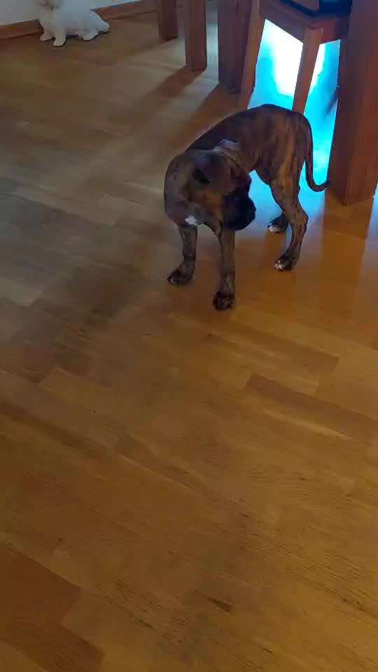 Deutsche Boxer-Beitrag-Bild