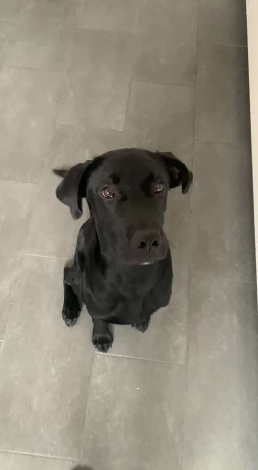 Wo sind meine Labrador Freunde-Beitrag-Bild