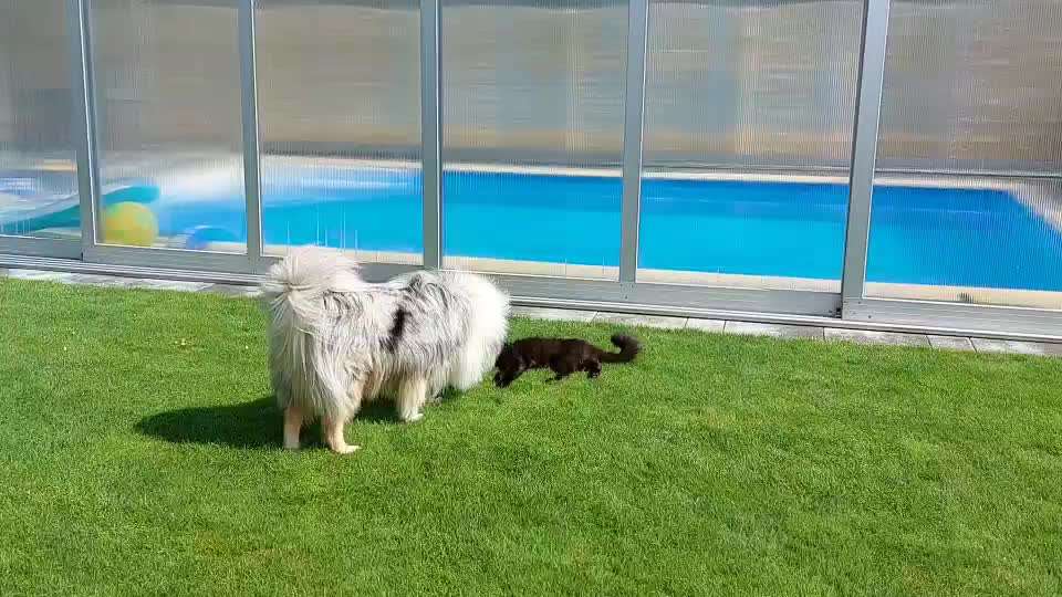 Collies gesucht-Beitrag-Bild