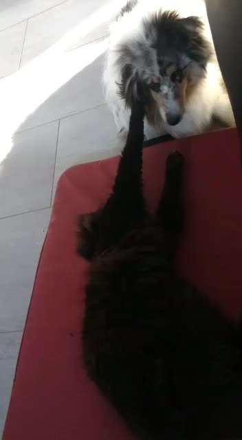 Collies gesucht-Beitrag-Bild