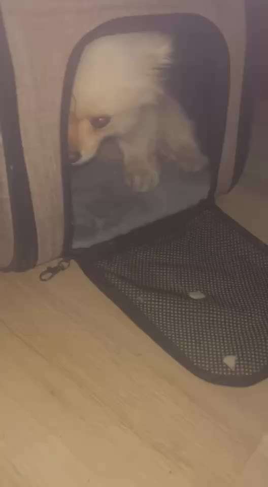 Hund verängstigt-Beitrag-Bild