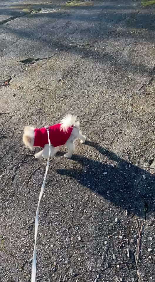 Leinenführigkeit-Beitrag-Bild