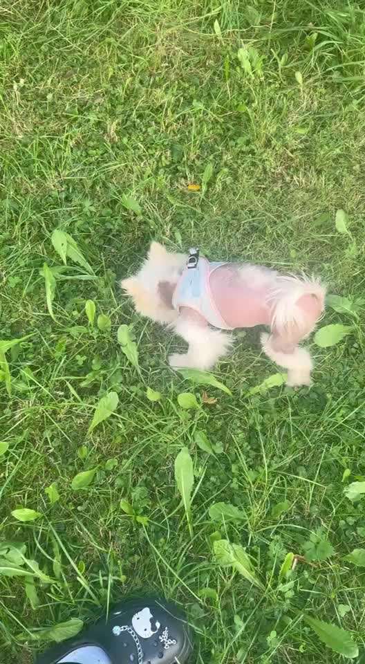 Was hat euch heute mit eurem Hund gefreut?-Beitrag-Bild
