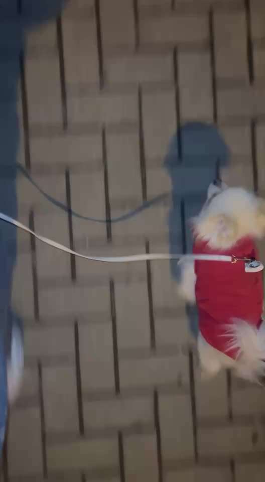 Leinenführigkeit-Beitrag-Bild