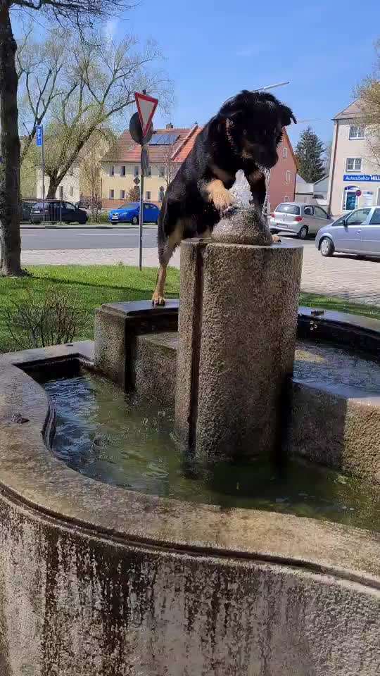 Dogorama-Monats-Challenge-Mai "Wasser"-Beitrag-Bild