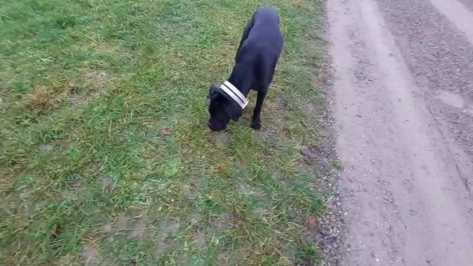 Impulskontrolle Challenge NR .4.           STOP/STEH/ WARTE-Beitrag-Bild