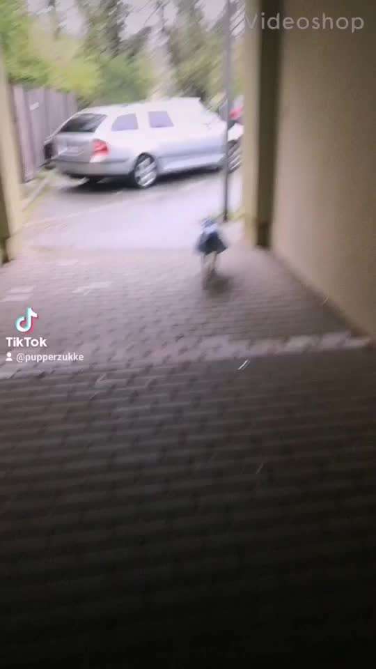 Dansky (Dansk-Svensk Gårdshund)-Beitrag-Bild