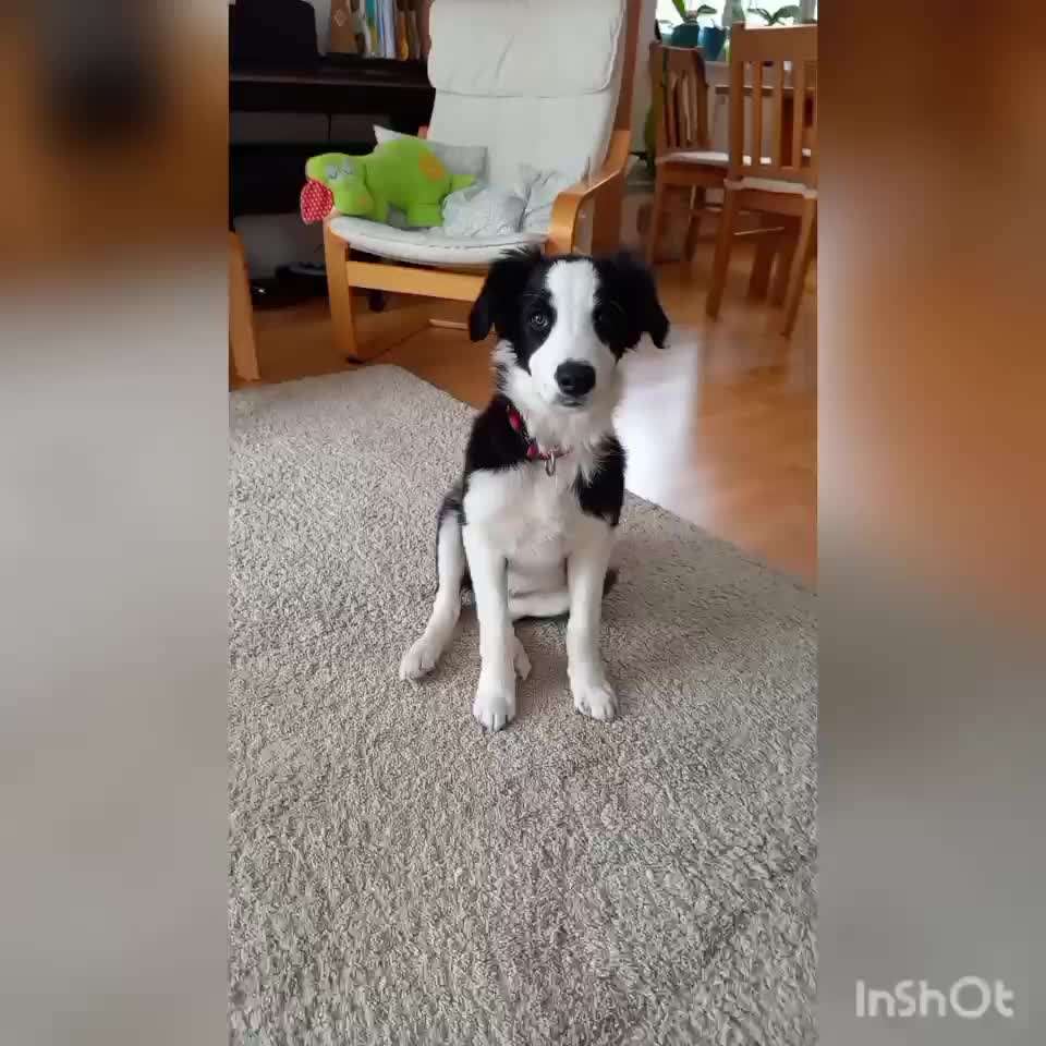 Trickdogging-Beitrag-Bild