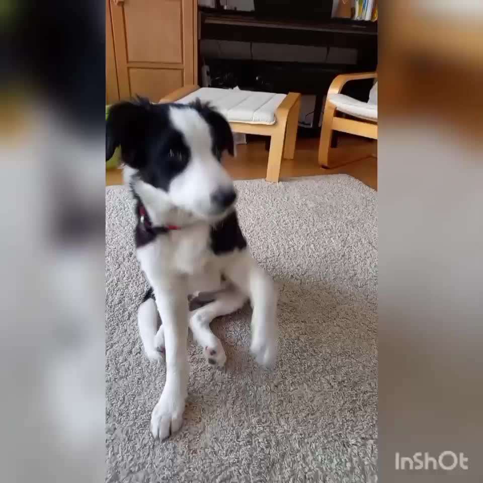 Trickdogging-Beitrag-Bild