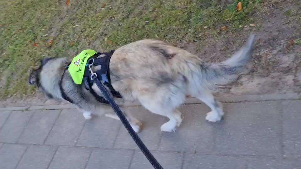 51. Video challenge - Dein Hund beim Spaziergang-Beitrag-Bild