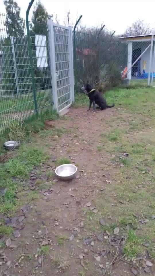 Berührende Hunde Bilder/Videos-Beitrag-Bild