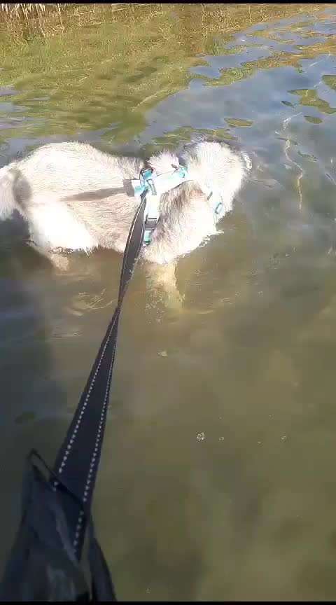 50. Video Challenge - Wasserscheu oder nicht-Beitrag-Bild