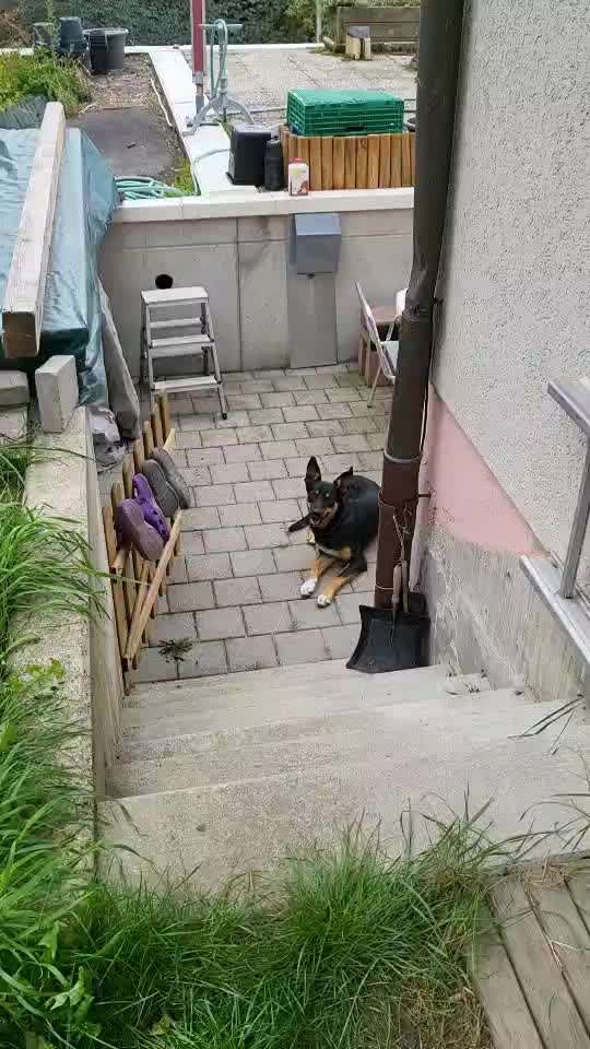 Mischlinge raten - Rätselspaß-Beitrag-Bild