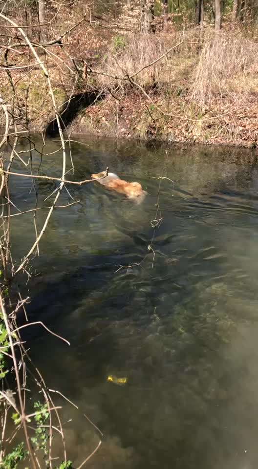 Collies gesucht-Beitrag-Bild
