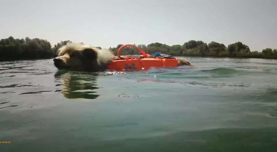 Collies gesucht-Beitrag-Bild