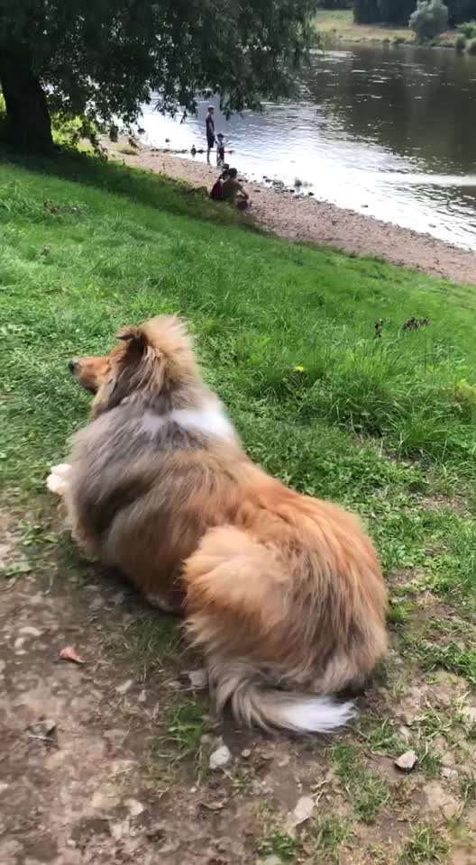 Collies gesucht-Beitrag-Bild