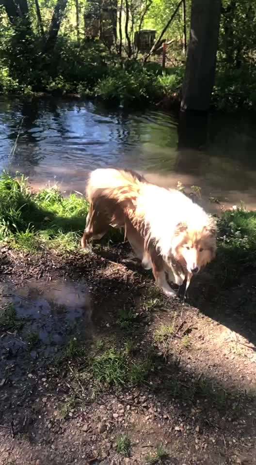 Collies gesucht-Beitrag-Bild