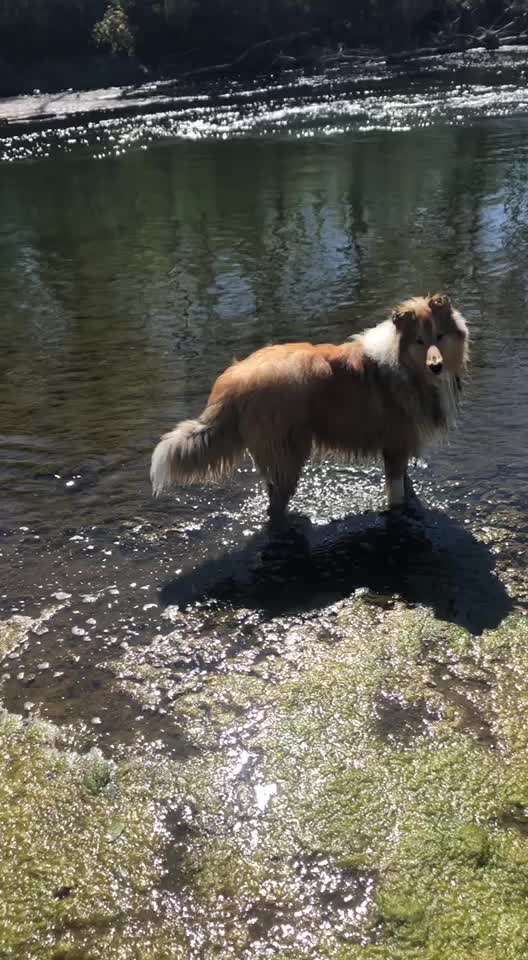 Collies gesucht-Beitrag-Bild