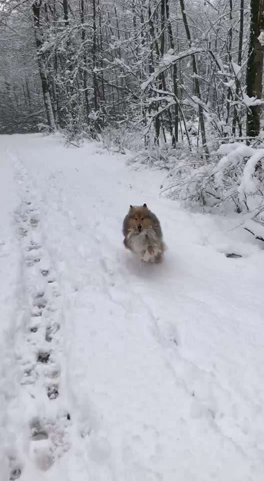 Collies gesucht-Beitrag-Bild