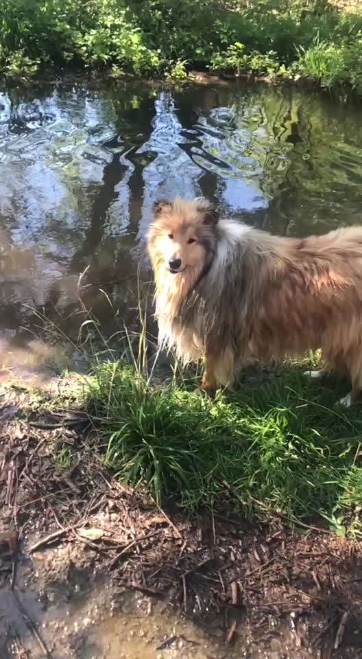 Collies gesucht-Beitrag-Bild