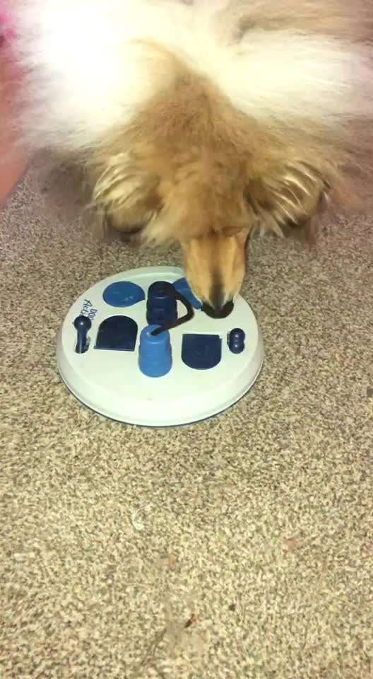 Collies gesucht-Beitrag-Bild