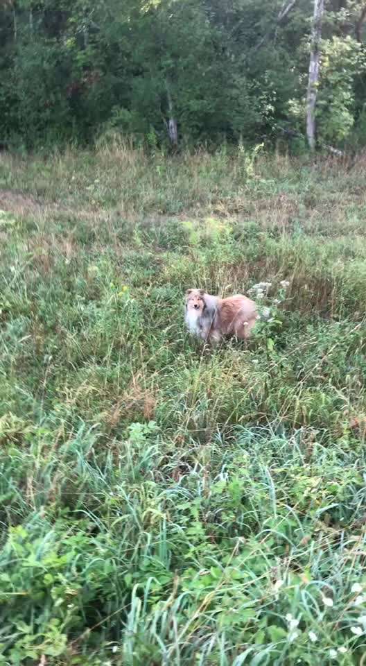 Collies gesucht-Beitrag-Bild