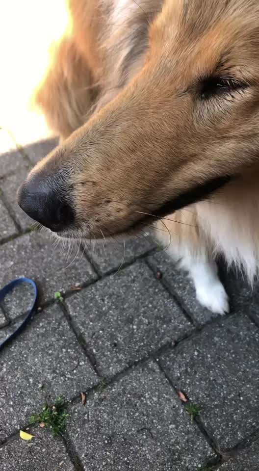 Hund atmet seltsam-Beitrag-Bild