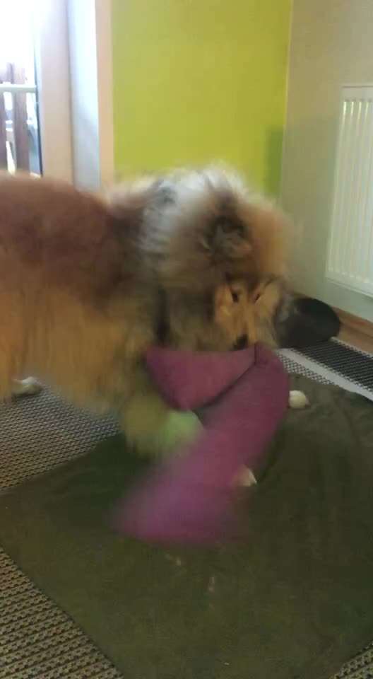 Collies gesucht-Beitrag-Bild