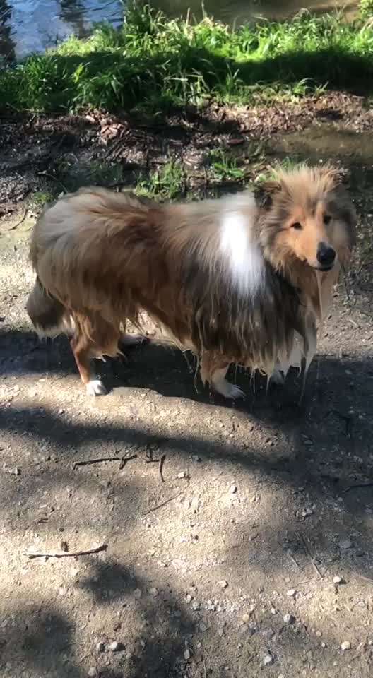 Collies gesucht-Beitrag-Bild