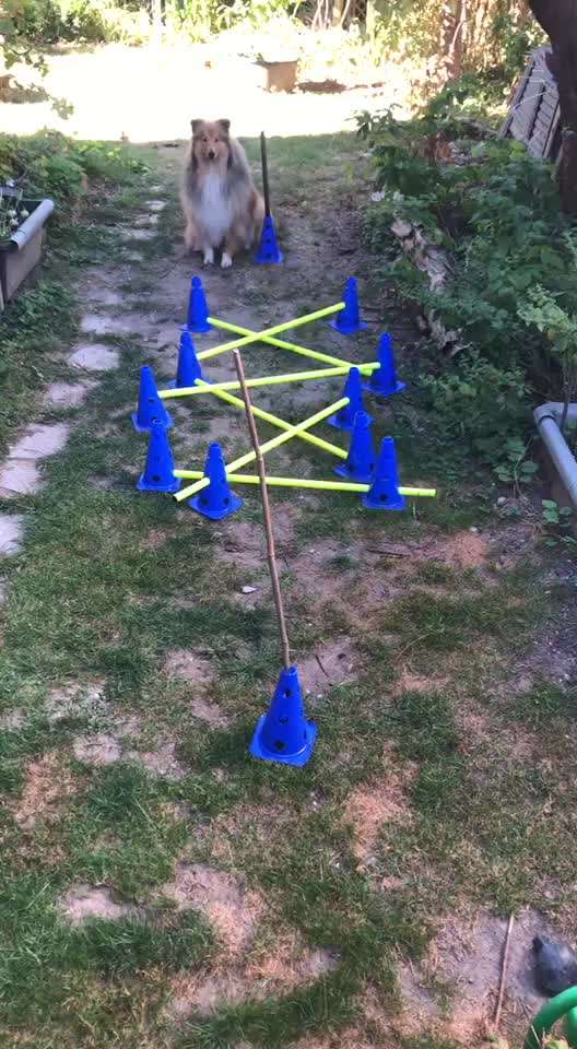 Collies gesucht-Beitrag-Bild