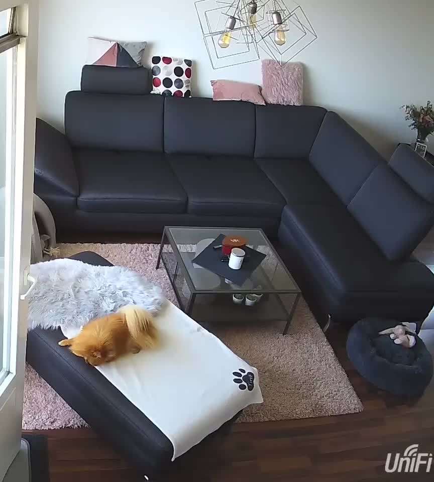 Zeig mir, dass du mit einem hund zusammenlebst....-Beitrag-Bild