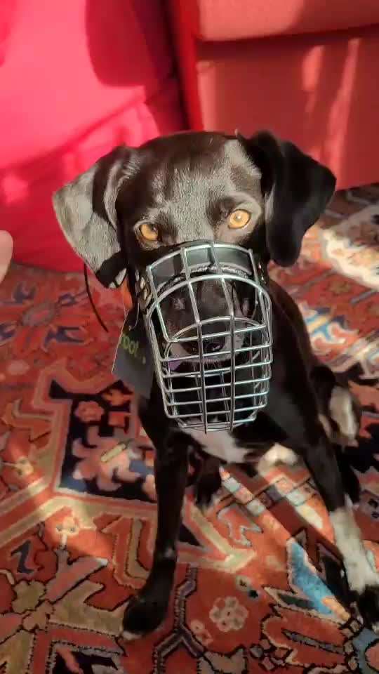 Wie sitzt mein Maulkorb / Maulkorb-Beratung-Beitrag-Bild