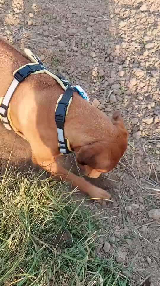 Rhodesian Ridgeback-Beitrag-Bild