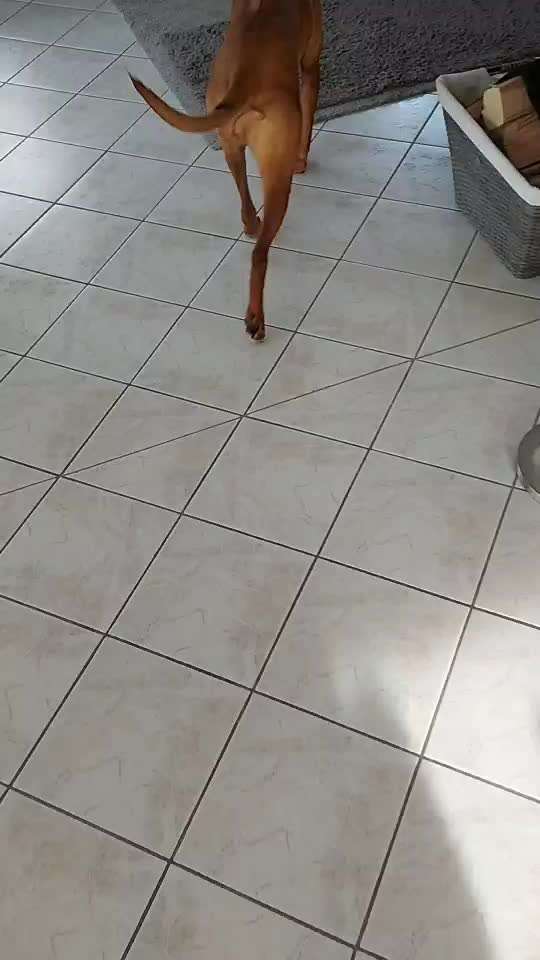 Rhodesian Ridgeback-Beitrag-Bild