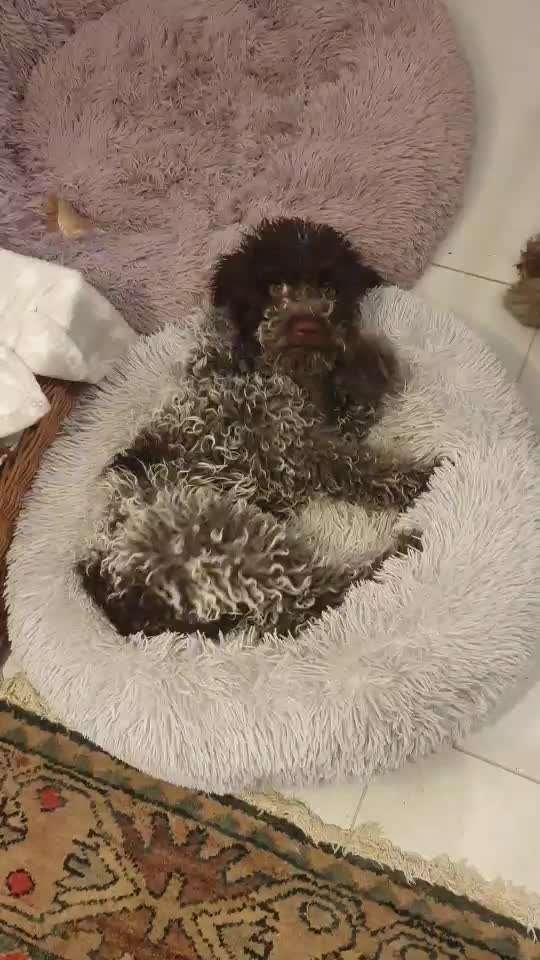 Welpen Bilder !-Beitrag-Bild