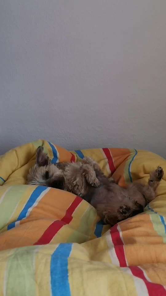 Hands,äh Pfoten up in the Air-Beitrag-Bild