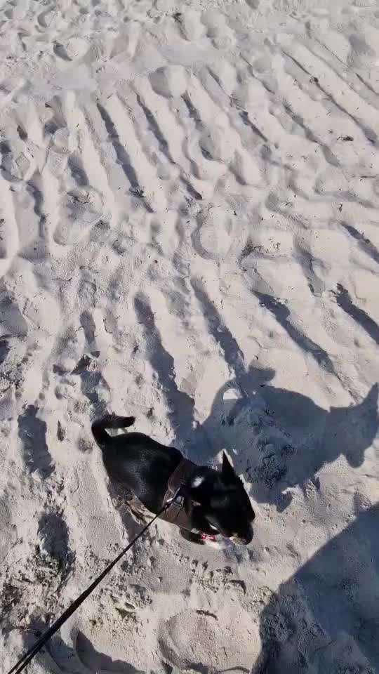 aktuelles Foto Gruppe Chihuahua