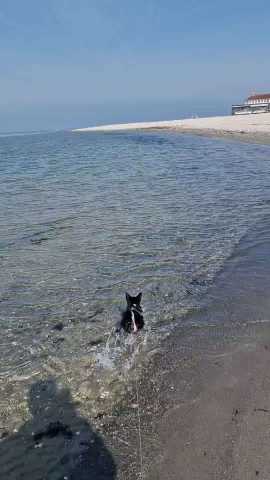 aktuelles Foto Gruppe Chihuahua