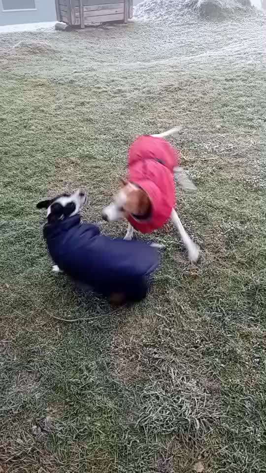 aktuelles Foto Gruppe Hunde aus dem Tierschutz