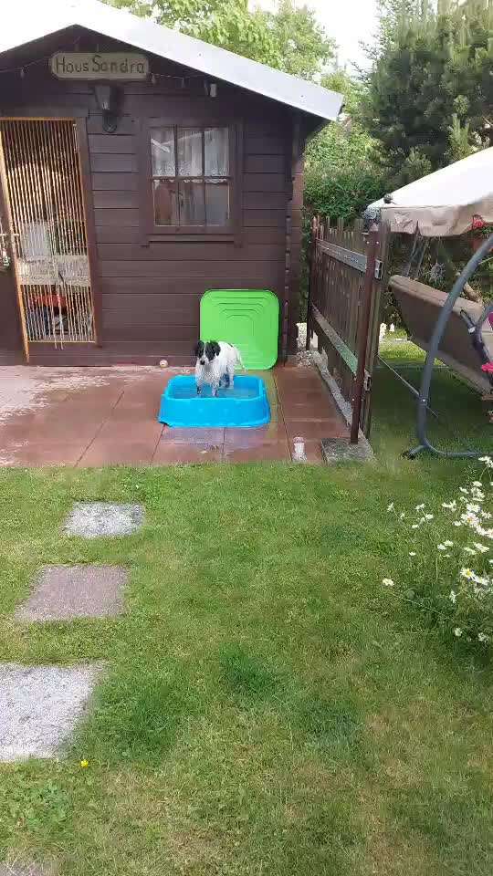 Dogorama-Monats-Challenge-Mai "Wasser"-Beitrag-Bild