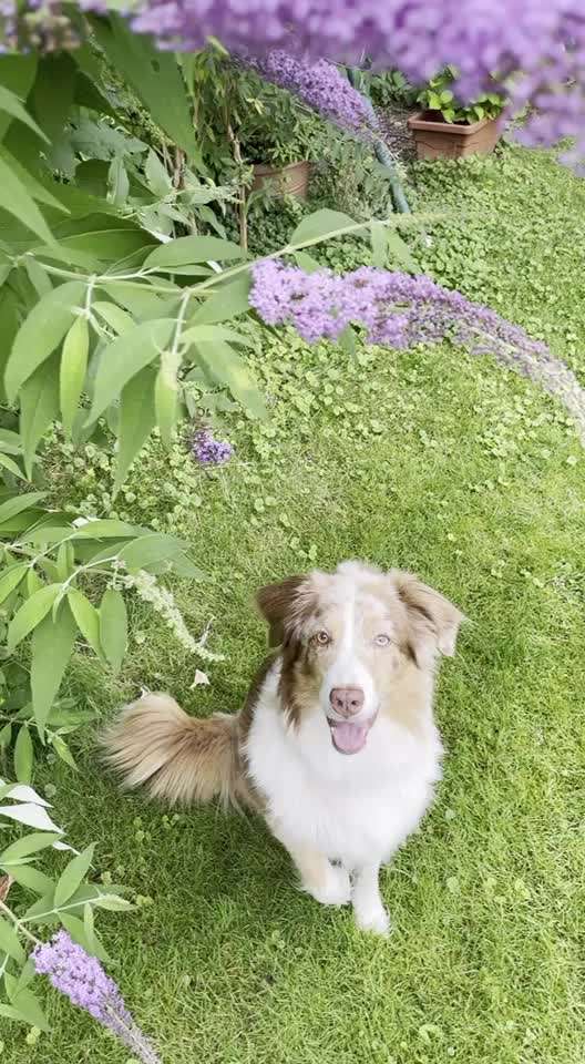 Dogorama Blog Challenge: Hundetricks-Beitrag-Bild