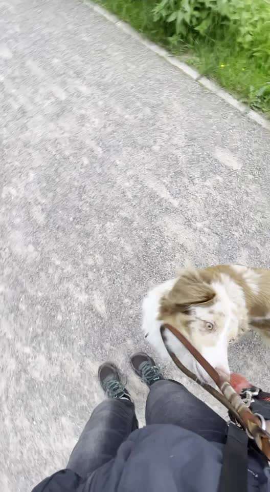 Dogorama Blog Challenge: Hundetricks-Beitrag-Bild