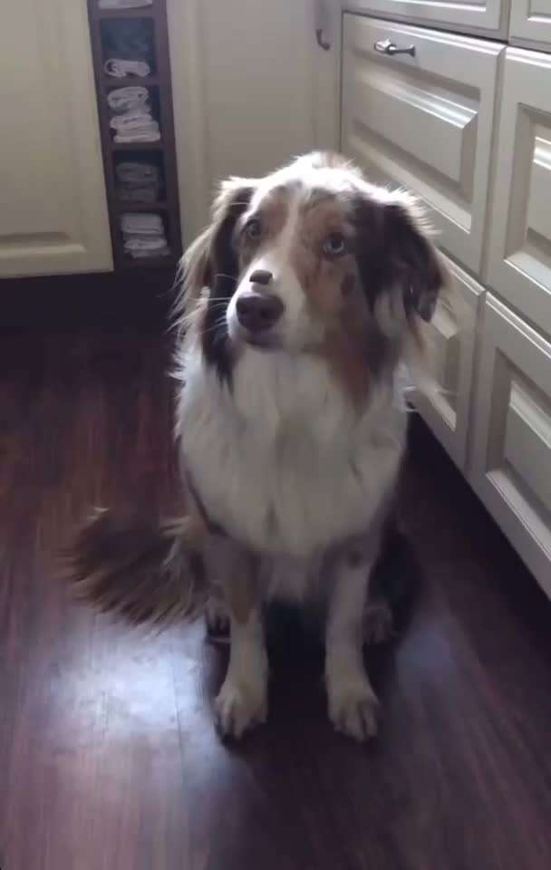 Dogorama Blog Challenge: Hundetricks-Beitrag-Bild