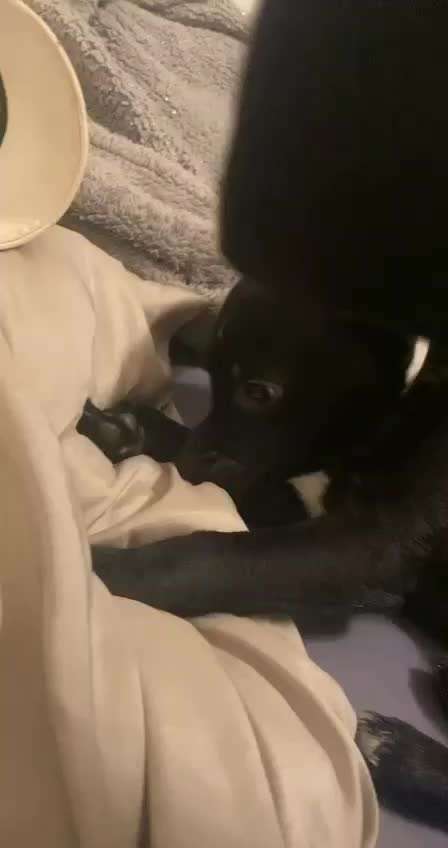 Welpen Bilder !-Beitrag-Bild