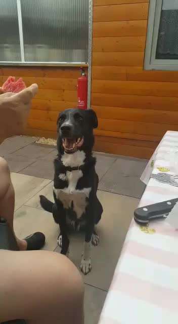 Video Challenge Nr. 12
Ein glücklicher Hund-Beitrag-Bild