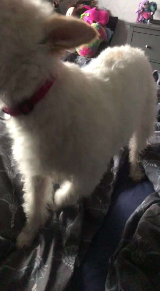 Zeigt hier Euer liebstes Video Eurer Hunde-Beitrag-Bild