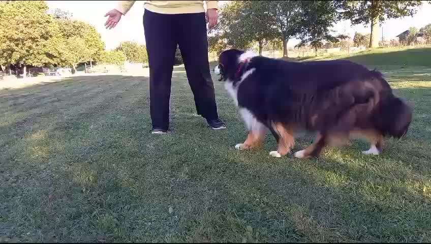 37. Trick-Challenge: Pinguin-Lauf-Beitrag-Bild