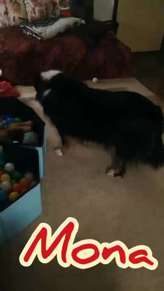 Action-Fun Hund- Aventskalender-Beitrag-Bild