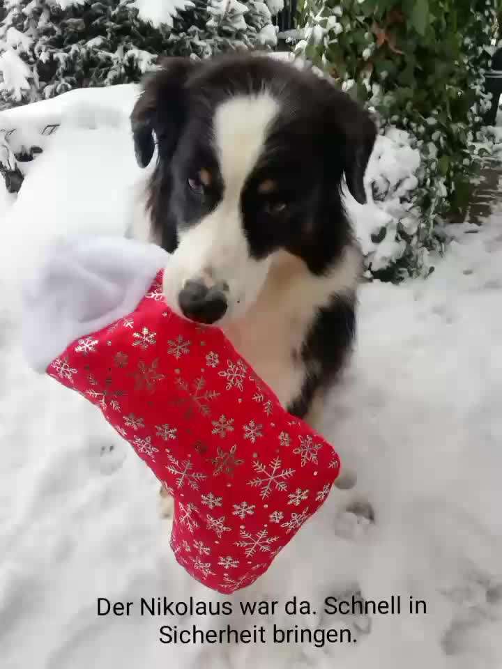 Action-Fun Hund- Aventskalender-Beitrag-Bild